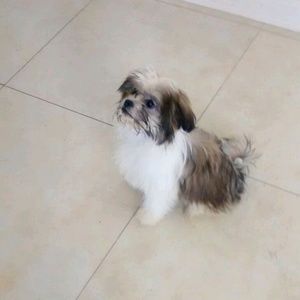 Meet your Posher, Josefina